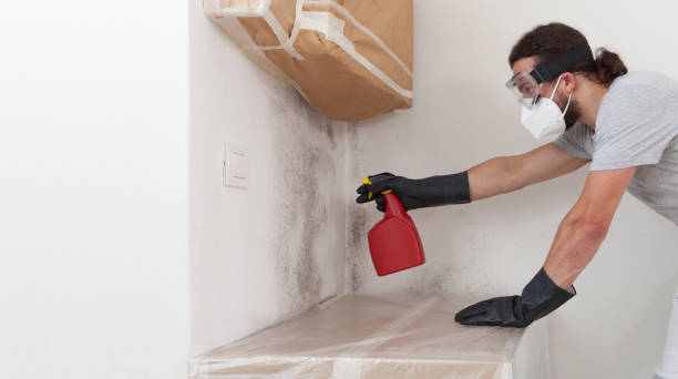 Basement Mold Remediation treatment on basement walls in Anoka